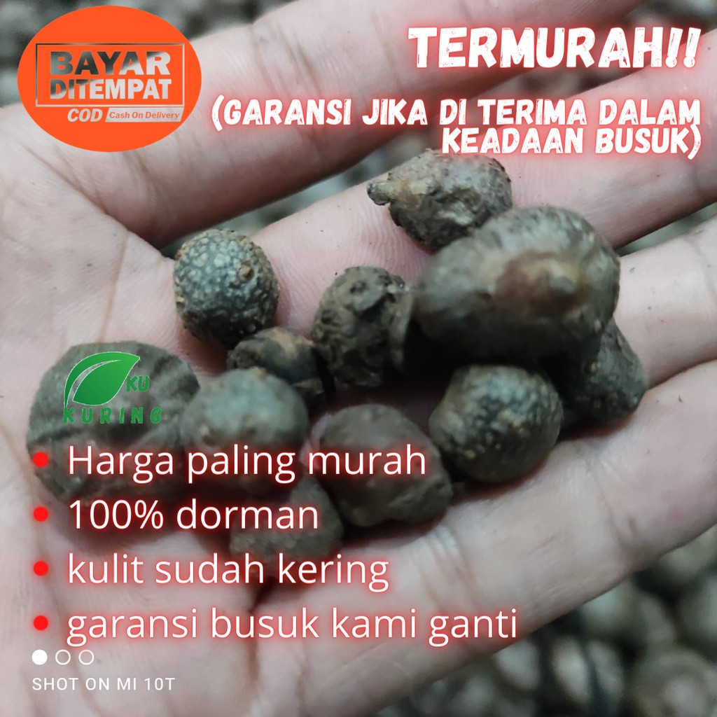 KUKURING Bibit katak porang termurah 100% dorman kulit sudah kering bergaransi jika busuk