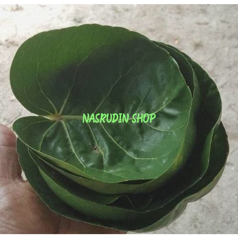 

DAUN MANGKOKAN 50 LEMBAR SEGAR LANGSUNG PETIK | DAUN PAPEDA | DAUN MANGKO MANGKO | DAUN MAMANGKOKAN