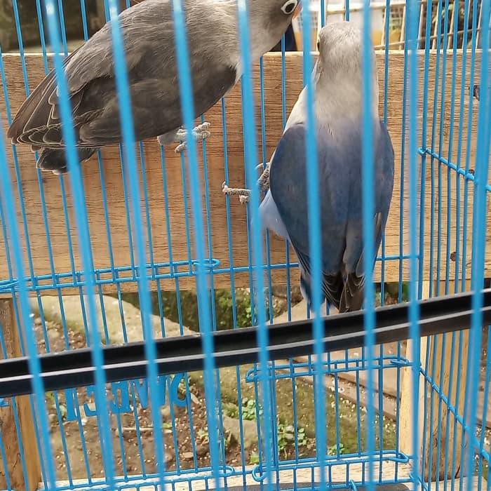 Pet Sepasang Lovebird Baby Batman X Violet Perawatan Burung
