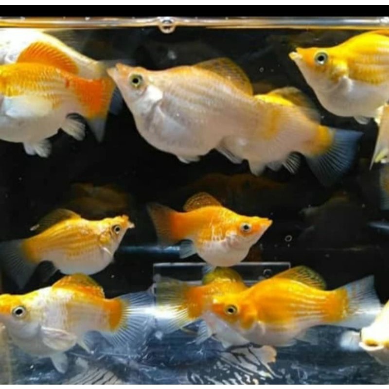 Ikan hias~ Molly Golden Thailand--- siap melahirkan PAKET BREEDING