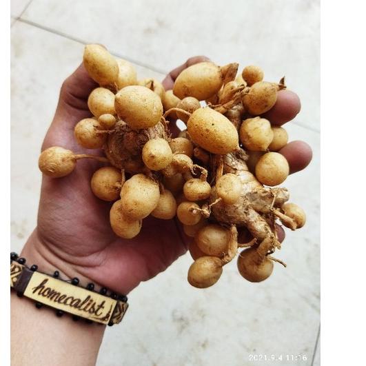 

⚡Cuci gudang⭐ kunyit putih - kunyit gombyok 500gram - kunyit putih segar