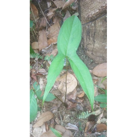 paketan 5pcs alokasia black jack