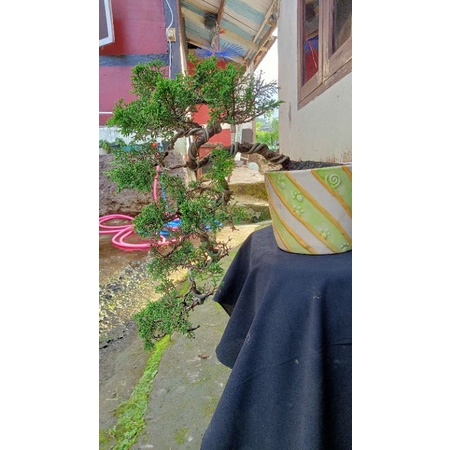 Bonsai Jadi Siap Pajang Sargenti Small