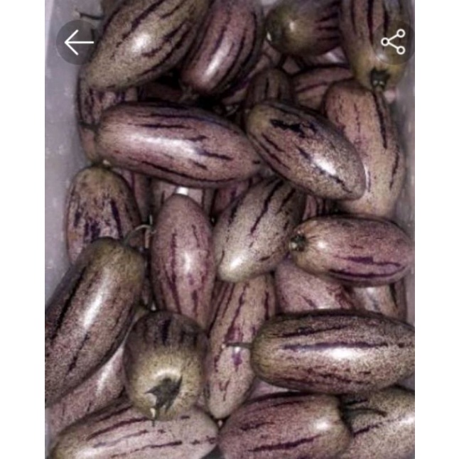 

buah pepino/put segar 1kg