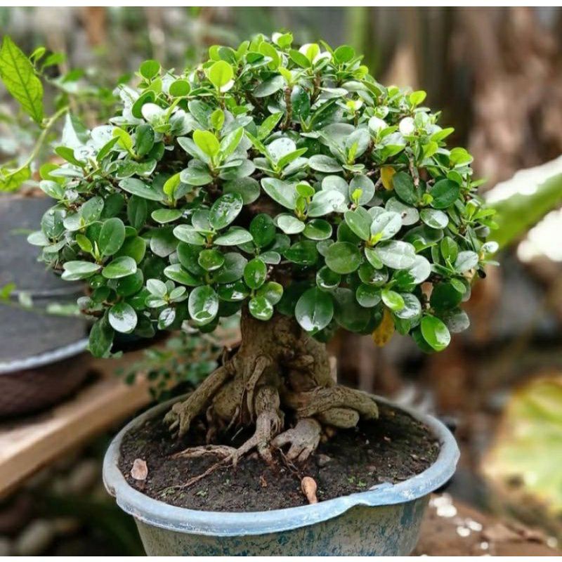 Tanaman Hias Bunga Beringin Dolar ( Bahan bonsai)