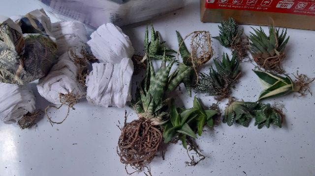 Tanaman Kaktus Hias Cactus Golden Barrel Barel