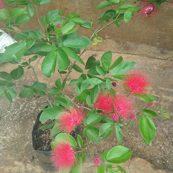 Bibit Pohon Kaliandra - Tanaman Kaliandra