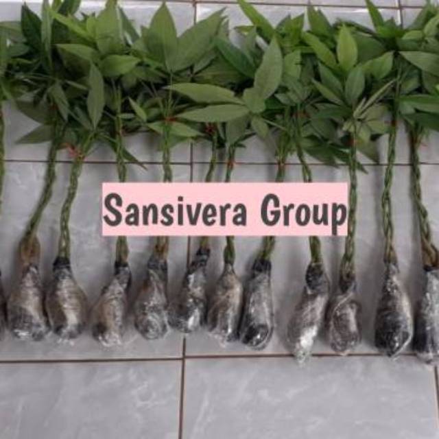 Tanaman Pachira Pohon Uang/ Pachira Aquatik / Pacira