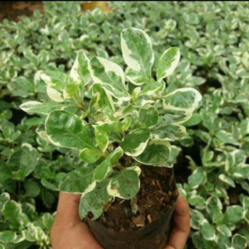 Tanaman Hias Krokot Putih - Pohon Krokot Putih