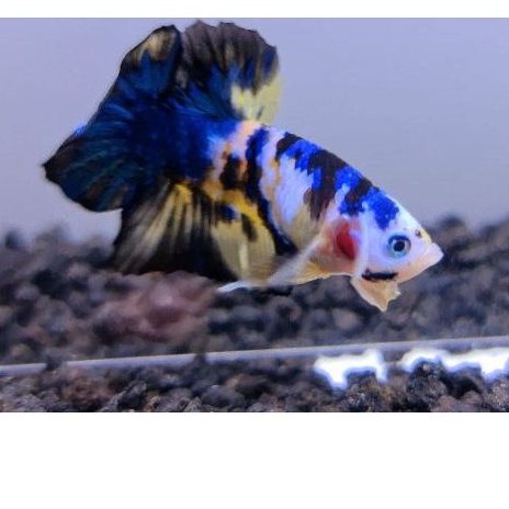 ikan cupang sepasang yellowbase thailand yellow banana pair26