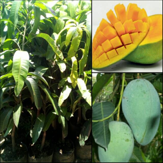 Bibit Tanaman Buah Mangga Gadung