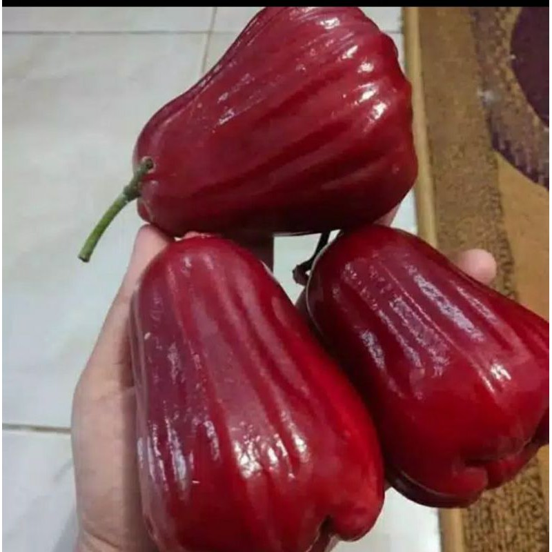 Bibit jambu citra super manis