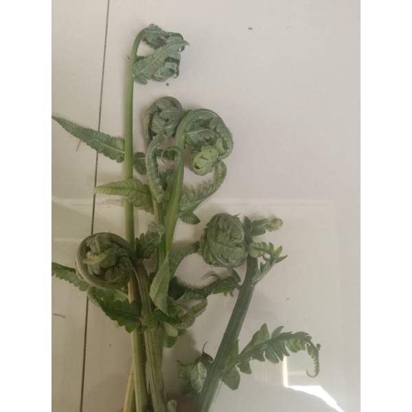 

Sayuran Pakis atau Paku