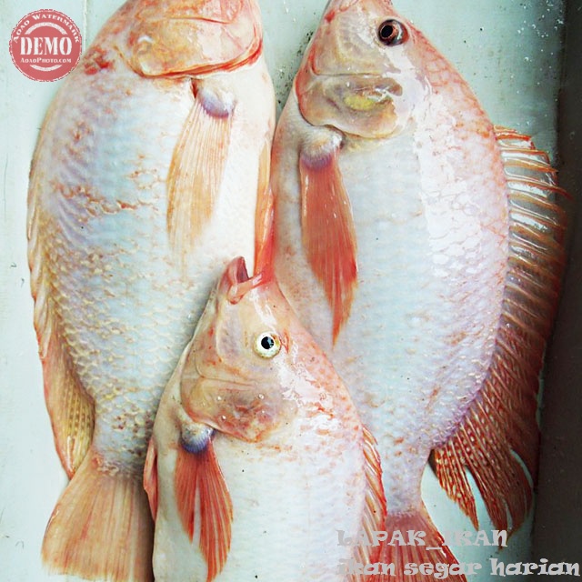 

Ikan Nila Merah 1Kg Ikan SEGAR Harian Dan BERGARANSI