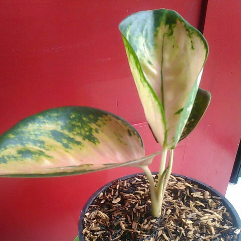 aglonema SB dijamin asli sultan Brunai/panca wati