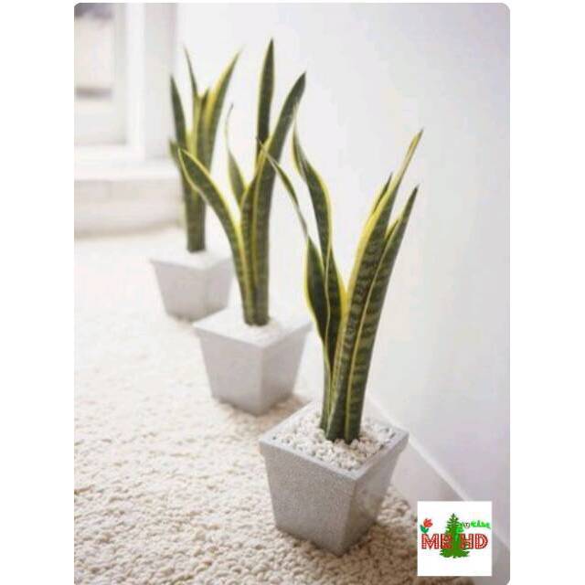 Tanaman Hias Sansevieria Trifasciata Tanaman Lidah Mertua Shopee Indonesia