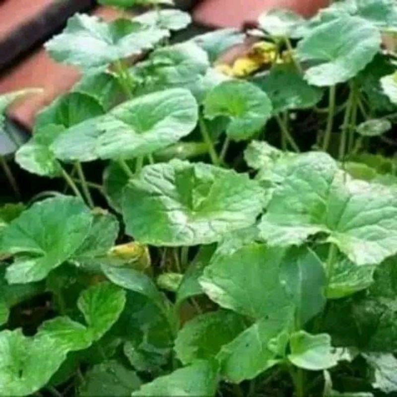 

Daun pegagan atau daun antanan segar fres 100grm herbal alami