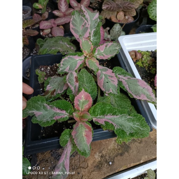 episcia picasso