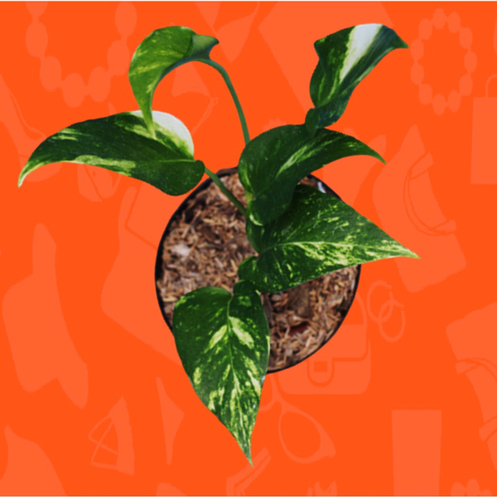 Epipremnum Pinnatum Yellow Variegated/ Varigata Ekor Naga Kuning