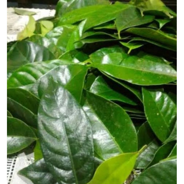 

Daun Pala 1kg Daun Pala Segar