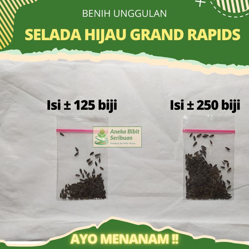 250 Benih Selada hijau grand rapids, Benih selada keriting