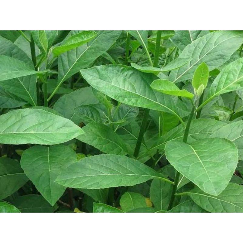 

300g Daun Afrika Segar