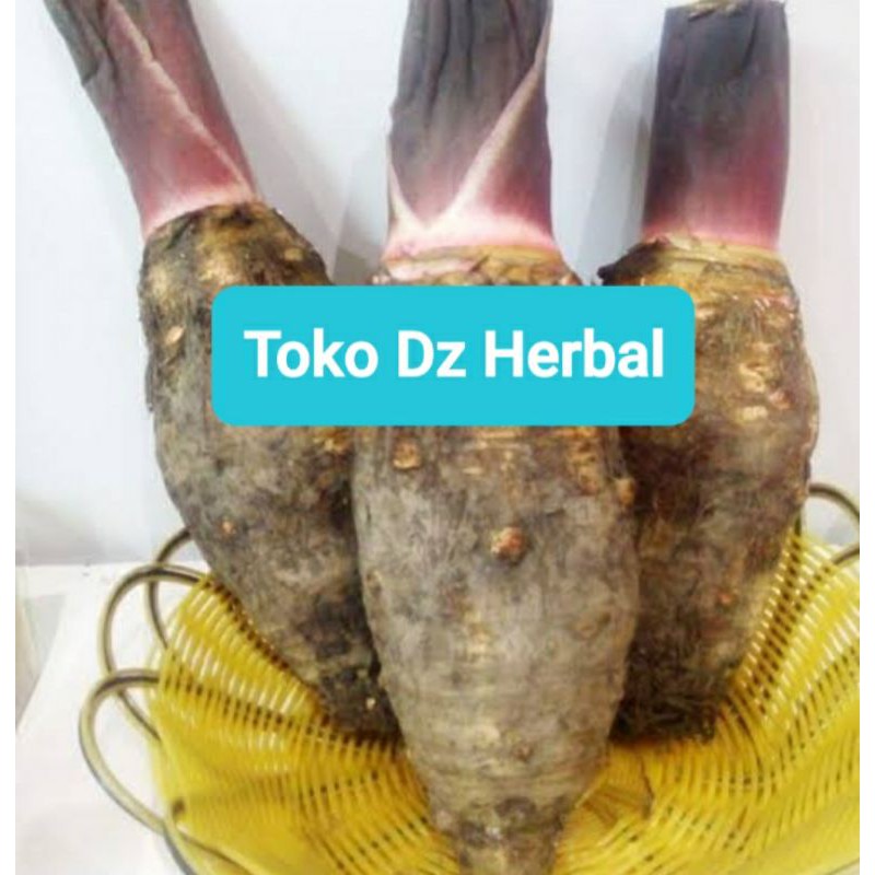 Umbi talas hitam talas wulung khusus bibit 500 gram-az