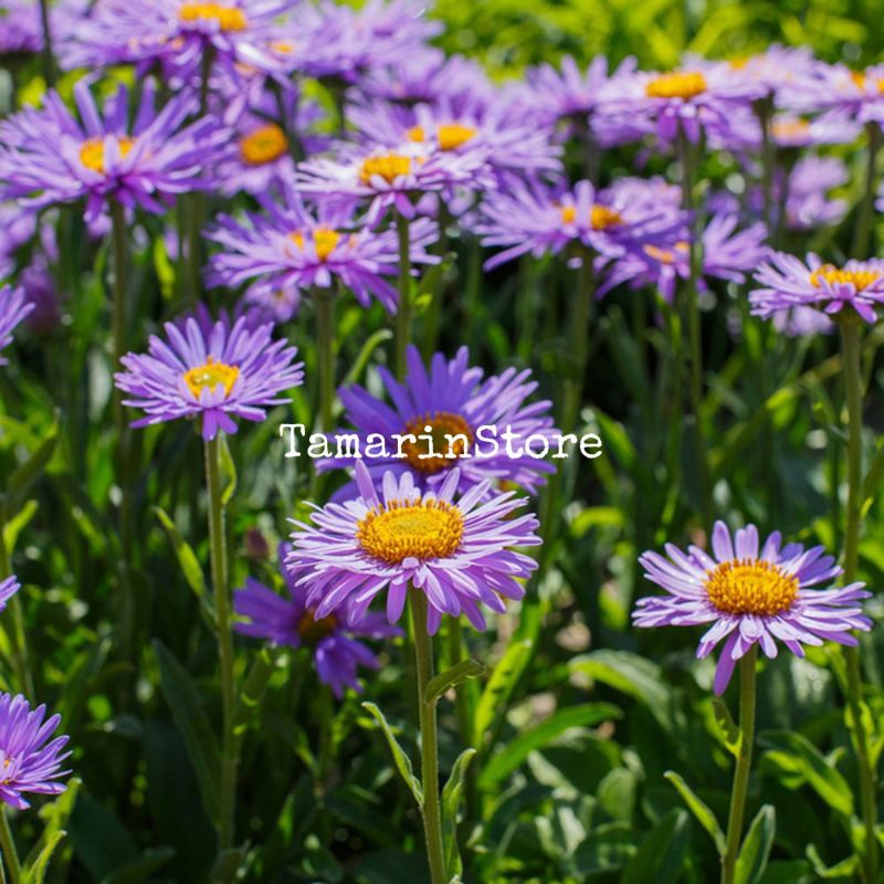 Biji Benih Bunga Prairie Aster Flower Seeds 5 Biji - IMPORT