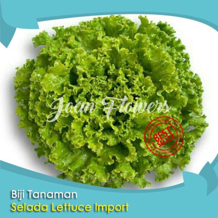 Bibit Tanaman Selada Lettuce Import Benih Bibit Tanaman Hias Untuk Dekorasi Rumah