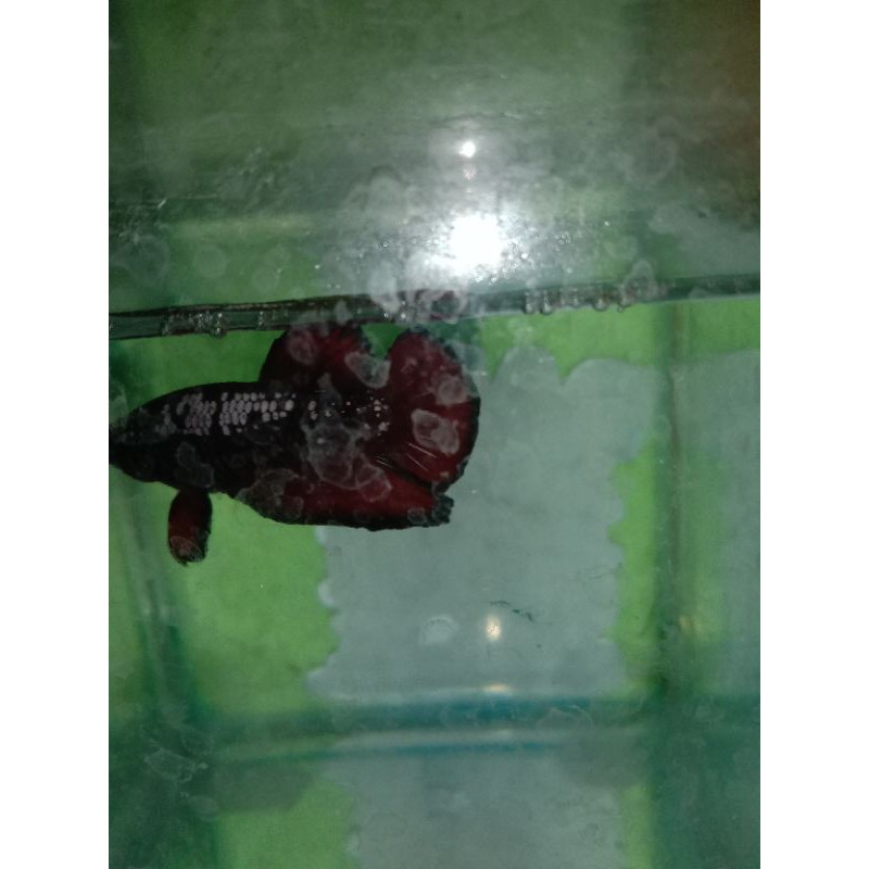 cupang avatar copper