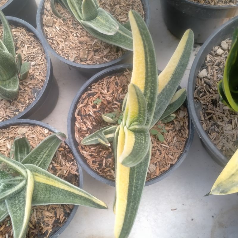 gasteria varigata pot 15