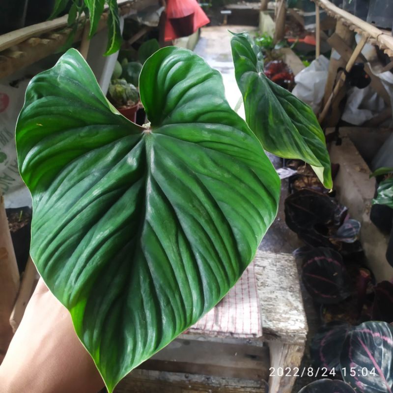 philodendron plowmanii round form || philodendron plowmanii biasa
