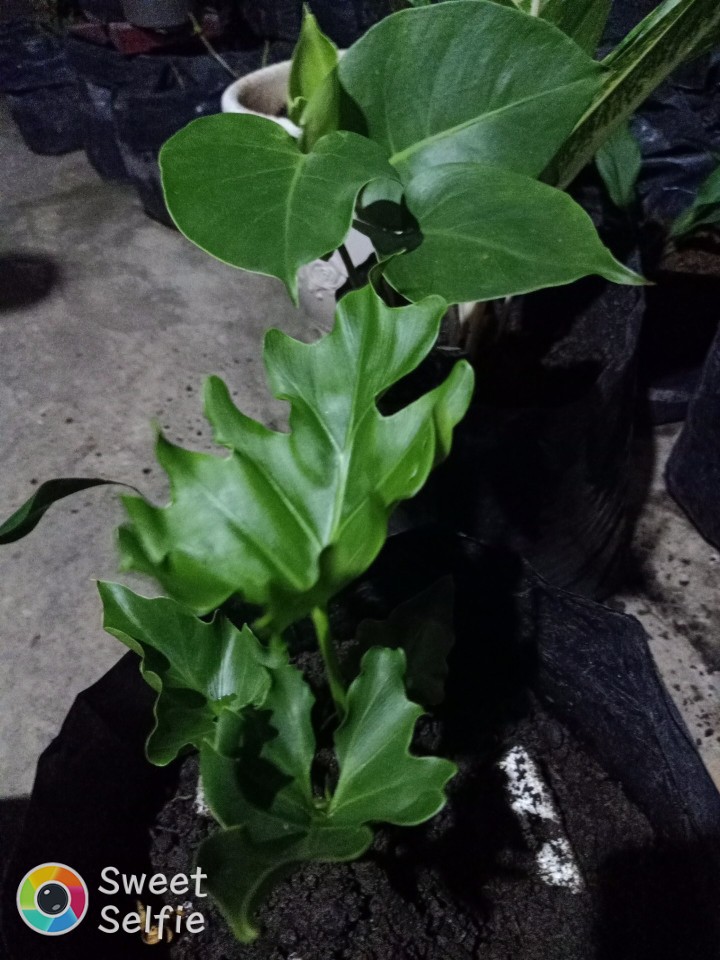 Philodendrom Selloum