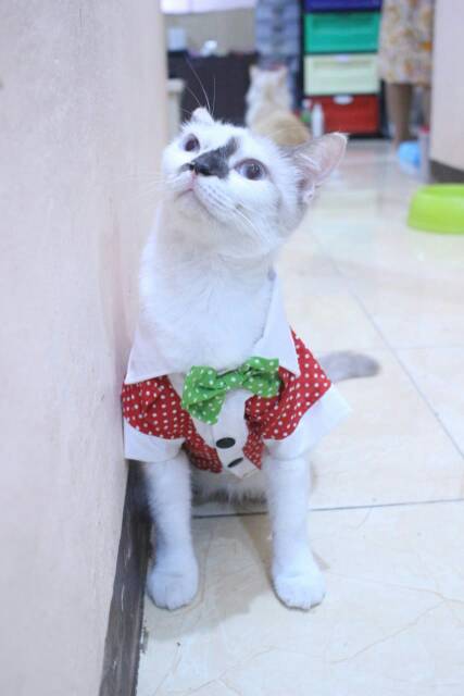 Baju kucing dan anjing edisi natal 2019 polkadot merah putih hijau lucu /baju kucing murah size S-XL