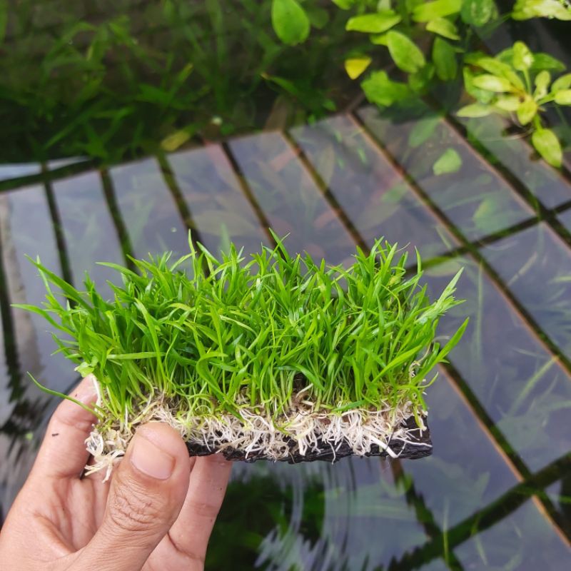 lileaopsis karpet media lempeng tanaman karpet rumput aquascape