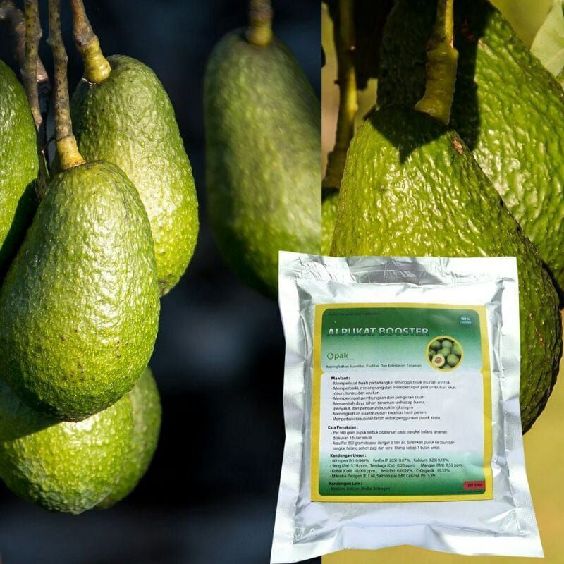 BOOSTER ALPUKAT#pupuk untuk pohon alpukat agar cepat berbuah dan lebat