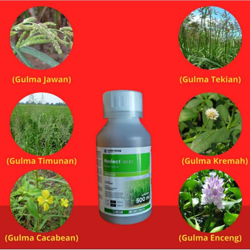 Herbisida Novlect | herbisida tanaman padi | obat gulma padi | gulma sempit dan lebar