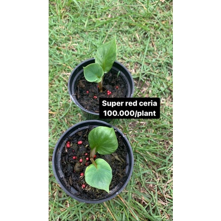 caladium super red ceria