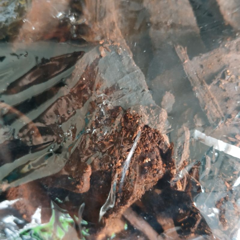 

Kayu Tingi 1 Kg Pewarna Coklat Alami Batik Shibori Ecoprint (Coklat Alami)