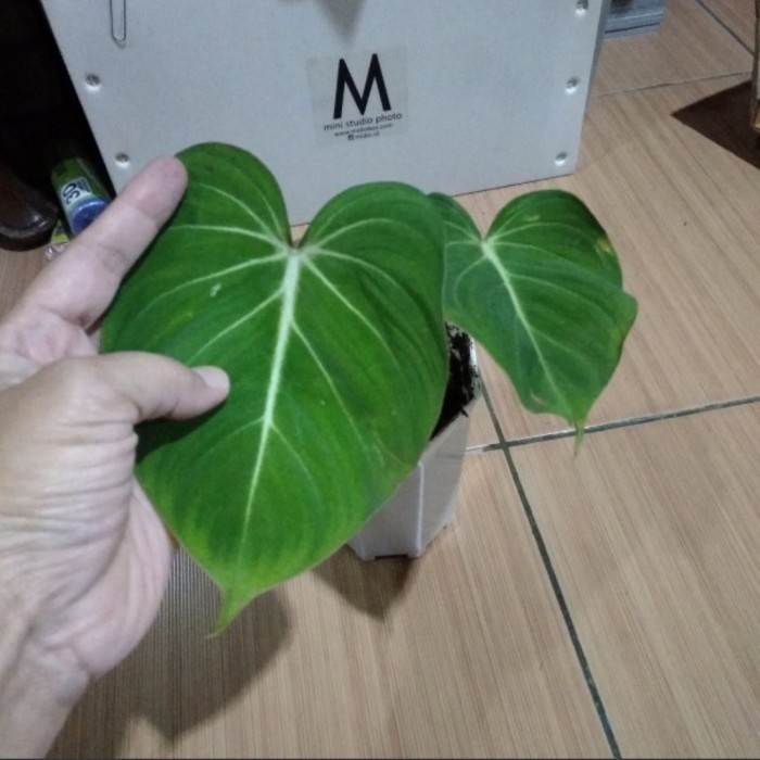 Philodendron Gloriosum / Philo Gloriosum - Tanaman Hias Philodendron