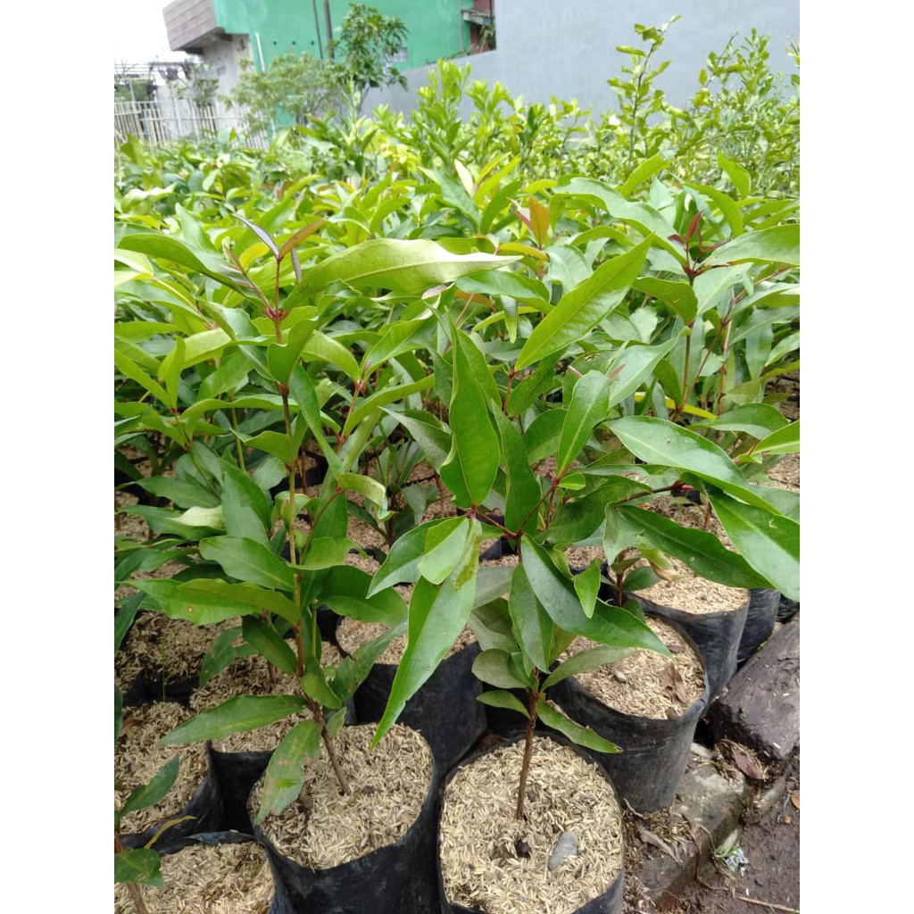 Bibit Tanaman Buha Jambu Mawar Jambu Keraton Wangi Bisa Untuk Obat