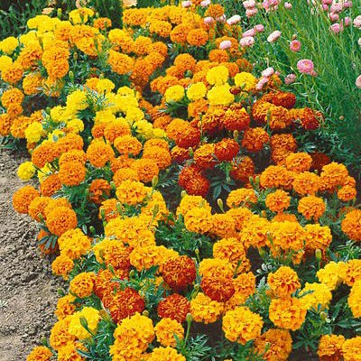 Benih-Bibit Bunga Marigold Sparky French (Haira Seed)