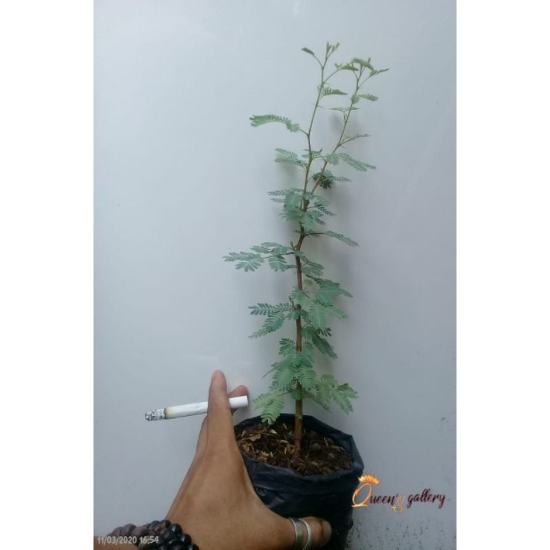 bahan bonsai arabika
