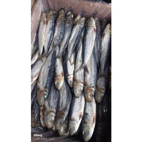 

ikan asin JAPUH SIRO grade A ; 500 gram best seller