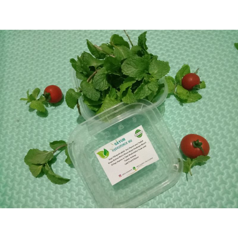 

Daun Mint Tupperware