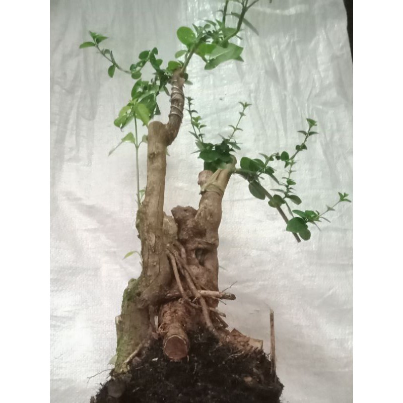 Bahan Bonsai Wahong Okulasi Sancang4