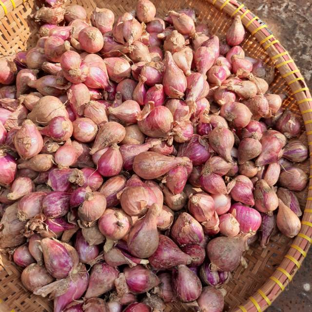 

Bawang merah bagus kering 500gr