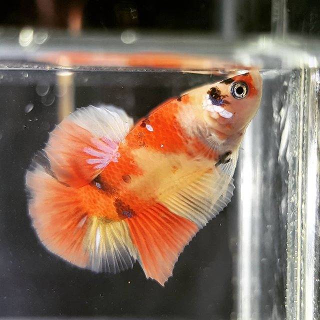 Cupang nemo yellow base