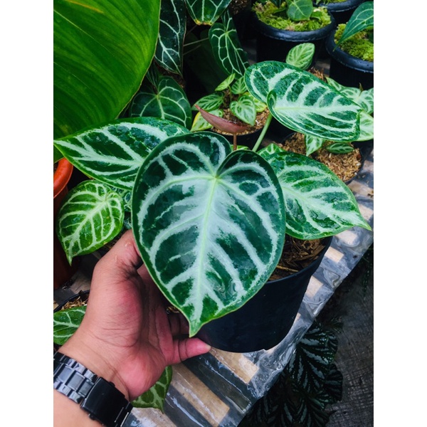 anthurium silver dorayaki