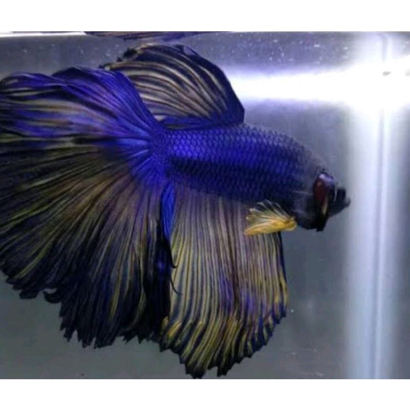 IKAN CUPANG HALFMOON EKOR LEBAR MURAH SIZE L_XL(HM L)-1